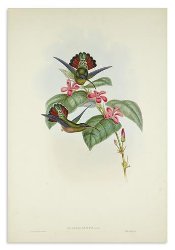 GOULD, JOHN. Group of 7 hand-colored lithographs of hummingbirds